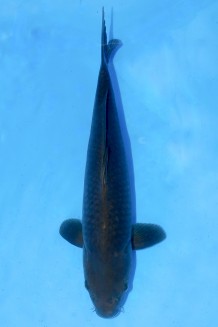 TATEGOI CHAGOI WEIBLICH +45CM Koi kaufen im Koishop