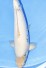 TATEGOI DIAMOND +48CM