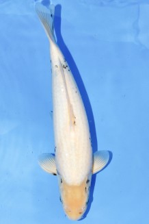 TATEGOI DIAMOND +48CM Koi kaufen im Koishop