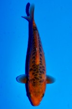 TATEGOI DOITSU AKA MATSUBA WEIBLICH