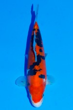 TATEGOI DOITSU AKA SANKE WEIBLICH