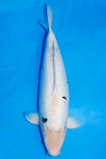 TATEGOI DOITSU BEKKO WEIBLICH +58 CM Koi kaufen im Koishop