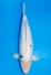 TATEGOI DOITSU BEKKO WEIBLICH +58 CM