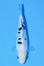 TATEGOI DOITSU BEKKO WEIBLICH