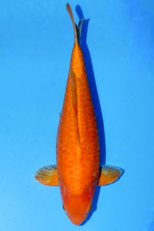 TATEGOI DOITSU BIGSCALE MANGO KARASHI WEIBLICH +45CM Koi kaufen im Koishop