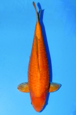 TATEGOI DOITSU BIGSCALE MANGO KARASHI WEIBLICH +45CM