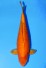 TATEGOI DOITSU BIGSCALE MANGO KARASHI WEIBLICH +45CM