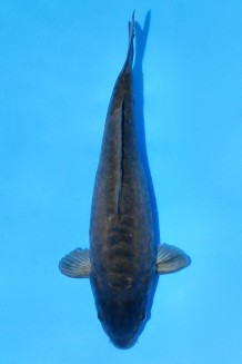 TATEGOI DOITSU CHAGOI Koi kaufen im Koishop