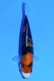 TATEGOI DOITSU HI SHOWA W. WEIBLICH Koi kaufen im Koishop