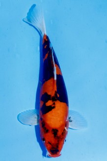 TATEGOI DOITSU HI-SHOWA WEIBLICH Koi kaufen im Koishop