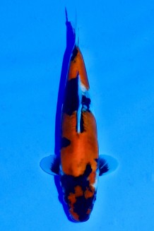 TATEGOI DOITSU HI SHOWA WEIBLICH Koi kaufen im Koishop