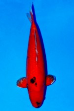 TATEGOI DOITSU HI-UTSURI +45 CM