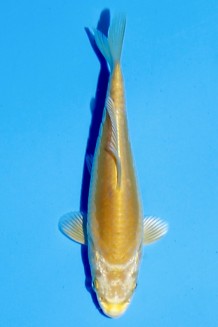 TATEGOI DOITSU KARASHI YAMABUKI Koi kaufen im Koishop