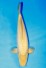 TATEGOI DOITSU KARASHIGOI +44CM