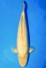 TATEGOI DOITSU KARASHIGOI +48CM