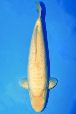 TATEGOI DOITSU KARASHIGOI +48CM