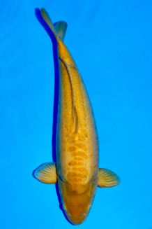 TATEGOI DOITSU KARASHIGOI +53CM Koi kaufen im Koishop