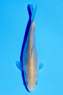 TATEGOI DOITSU KARASHIGOI Koi kaufen im Koishop