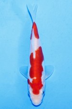 TATEGOI DOITSU KOHAKU