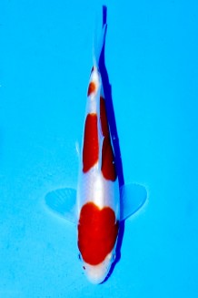 TATEGOI DOITSU KOHAKU Koi kaufen im Koishop