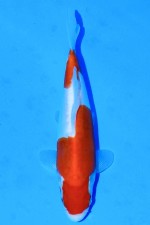 TATEGOI DOITSU KOHAKU WEIBLICH