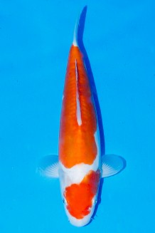 TATEGOI DOITSU KOHAKU WEIBLICH Koi kaufen im Koishop