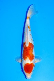 TATEGOI DOITSU KOYO +41CM Koi kaufen im Koishop