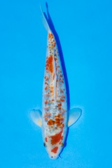 TATEGOI DOITSU KOYO Koi kaufen im Koishop