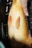 TATEGOI DOITSU MANGO KARASHIGOI +50CM