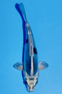 TATEGOI DOITSU METALLIC OCHIBA Koi kaufen im Koishop