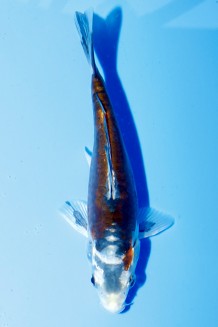 TATEGOI DOITSU METALLIC OCHIBA Koi kaufen im Koishop