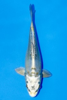 TATEGOI DOITSU MUKASHI Koi kaufen im Koishop