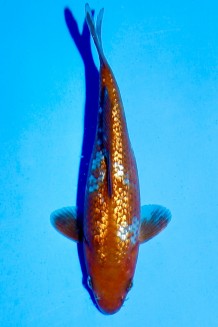 TATEGOI DOITSU OCHIBA Koi kaufen im Koishop