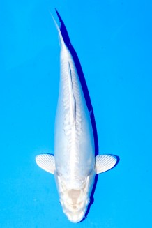 TATEGOI DOITSU PLATINUM WEIBLICH Koi kaufen im Koishop