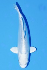 TATEGOI DOITSU PLATINUM WEIBLICH