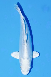 TATEGOI DOITSU PLATINUM WEIBLICH Koi kaufen im Koishop