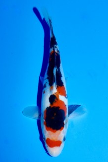 TATEGOI DOITSU SADAZO SANKE W. WEIBLICH Koi kaufen im Koishop