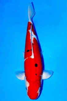 TATEGOI DOITSU SANKE +42CM Koi kaufen im Koishop