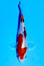 TATEGOI DOITSU SANKE