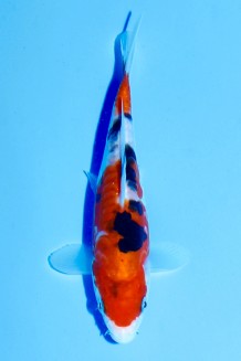 TATEGOI DOITSU SANKE Koi kaufen im Koishop