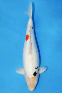 TATEGOI DOITSU SANKE WEIBLICH +57CM Koi kaufen im Koishop