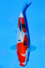 TATEGOI DOITSU SANKE WEIBLICH