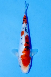 TATEGOI DOITSU SANKE WEIBLICH Koi kaufen im Koishop