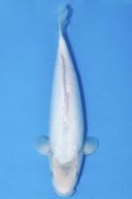 TATEGOI DOITSU SHIRO-MUJI WEIBLICH