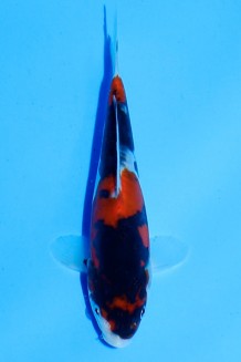 TATEGOI DOITSU SHOWA Koi kaufen im Koishop