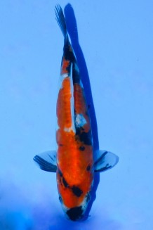 TATEGOI DOITSU SHOWA W. WEIBLICH Koi kaufen im Koishop