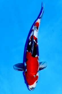 TATEGOI DOITSU SHOWA WEIBLICH +39CM Koi kaufen im Koishop