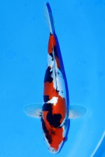 TATEGOI DOITSU SHOWA WEIBLICH +40CM