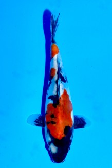 TATEGOI DOITSU SHOWA WEIBLICH Koi kaufen im Koishop