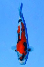 TATEGOI DOITSU SHOWA WEIBLICH